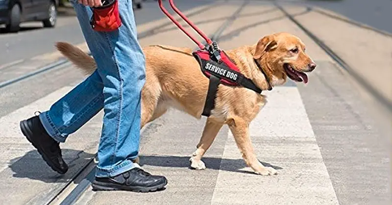 Service Dog and handler crossing a crosswalk